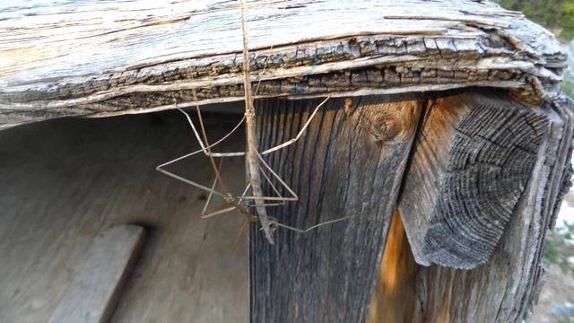.. PHASMATODEA .. WALKING STICK MATING .. SAN MARCOS-TEXAS .. смотреть онлайн