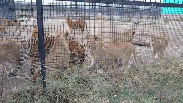 ДЕТСКИЙ САД ПАРКА ЛЬВОВ ТАЙГАН. ВЗРОСЛАЯ ГРУППА. смотреть онлайн