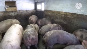 ‼️Возраст, вес? Для первого покрытия ремонтной свинки‼️