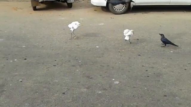 Шри Ланка Калутара Рыбный рынок. Борьба белого и черного)