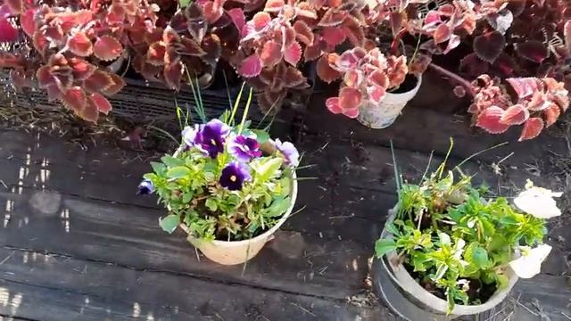 Мой #ЦВЕТУЩИЙ #САД??? #ЦВЕТЫ в #АВГУСТЕ ??#УХОД #ПОДКОРМКИ ??Просто #КРАСОТА??? смотреть онлайн