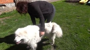 VLOG Побывали дома в Черкассах