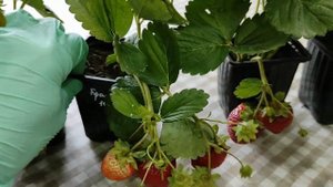 Крапо 10. Сорт НСД, который не перестаёт удивлять!