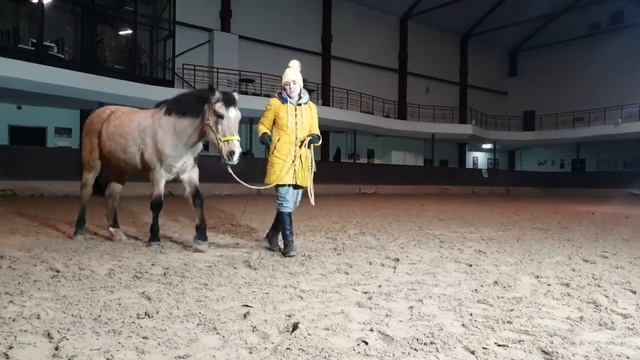 Как понять, что вы лидер для лошади смотреть онлайн