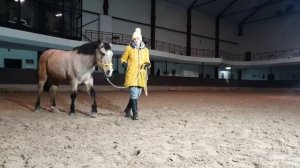 Как понять, что вы лидер для лошади