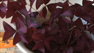 Кислица или Оксалис (Oxalis). Уход.
