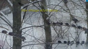 Как кот встречает весну