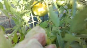 Томат " Бердский крупный"