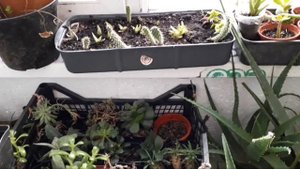 алоэ зимой. зачем мне сколько растений?