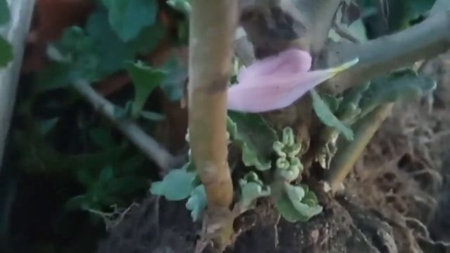 Знакомство с хризантемами Гомпи