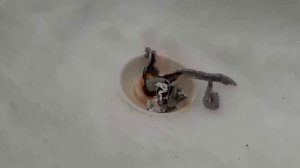 Фараоновы змеи