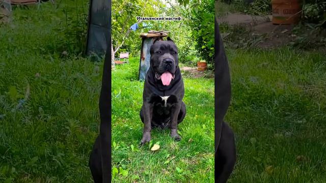 Cane Corso серый Кане Корсо Семен Семеныч на корм Семену  5570000063226772 #cors #canecorso #maloss