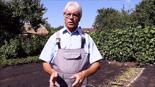 Выращивание клубники на агроволокне смотреть онлайн