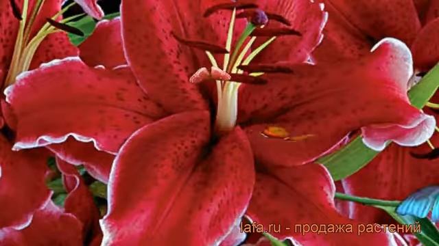 Лилия восточная Рио Негро (lilium) ? лилия Рио Негро обзор: как сажать луковицы лилии Рио Негро смотреть онлайн