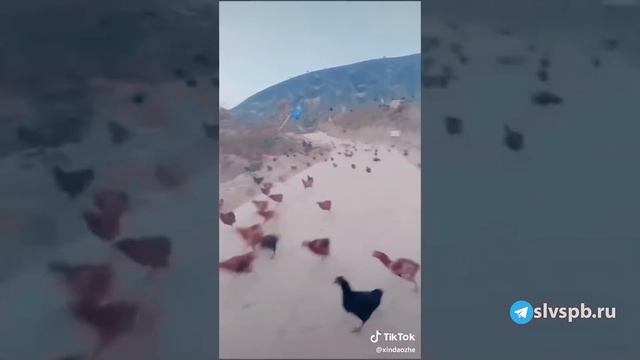 Доходные дома Санкт-Петербурга и их контрасты. смотреть онлайн