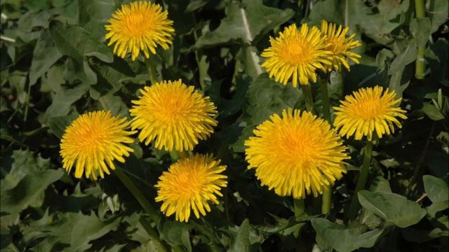 Den Grønne Søde Vår. »Folkevandringssang« Johannes V. Jensen, 1920 смотреть онлайн