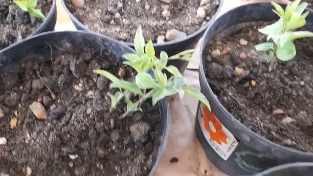 #черенкованиеклематиса/ Пересадка черенков клематиса методом перевалки. Видео III.
