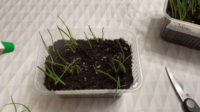 ЭКИБИШЕН? стрижка! ЛАЙФХАК для полива рассады