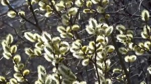 Весна.Верба.