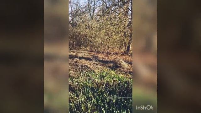 Пролеска смотреть онлайн