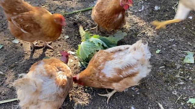 КАПУСТА ? ДЛЯ КУР несушек и цыплят, польза и вред//Грубый зелёный корм для кур и цыплят