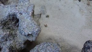 ДРУГИЕ МАЛЬДИВЫ: ВОКРУГ ОСТРОВА ТОДДУ. ВТОРОЙ СЕЗОН. ТРЕТЬЯ СЕРИЯ