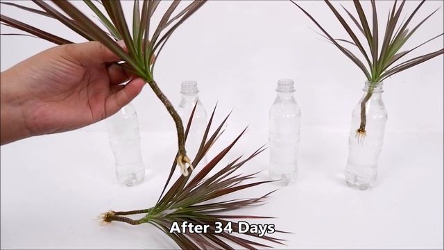 Houseplant that You Can Grow in Plastic Bottles with Water (Dracaena Colorama / Marginata) смотреть онлайн