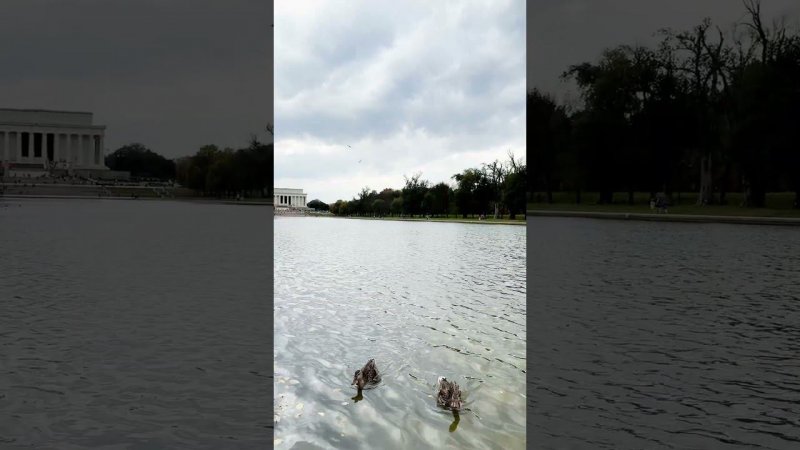 Lincoln Memorial Reflecting Pool  #washington