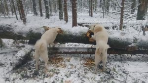 Лайки работают в лесу