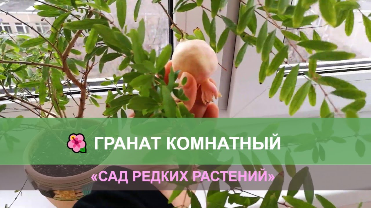 Карликовый комнатный гранат домашний.mp4