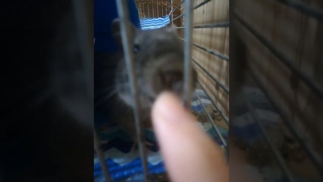 Белочка Дегу разговаривает #белочкаДегу #Дегу #дегуСвистит