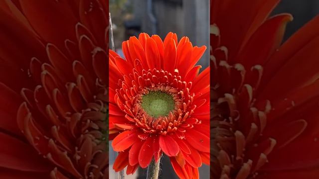 #gerbera #flower #gerberaflower #gerberaflowerplant #gerberaterracegarden