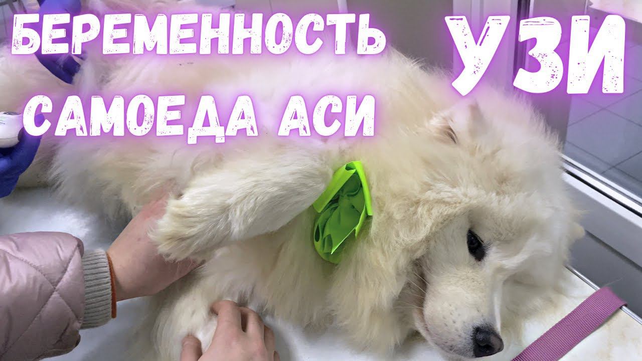Самоеды опять ждут потомство! УЗИ беременной собаки