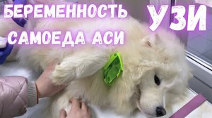 Самоеды опять ждут потомство! УЗИ беременной собаки