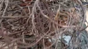 МЕДЬ #1: Медная Лихорадка / Добываю МЕДЬ из проводов / Заработок на МЕДИ 2022.