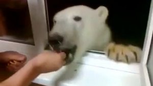 Белый медведь пришел к людям