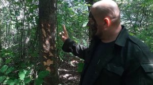 Как выследить медведя в лесу по следам на деревьях