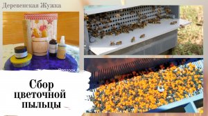 Пчелы. Цветочная пыльца. Сбор. Пыльцеуловитель.