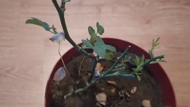 Комнатная роза осыпала листья, что делать? Обрезка комнатной розы