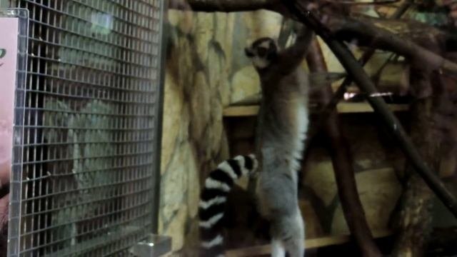 Кошачий лемур.