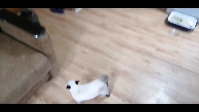 Знакомство кошек! Китти и Тома. смотреть онлайн