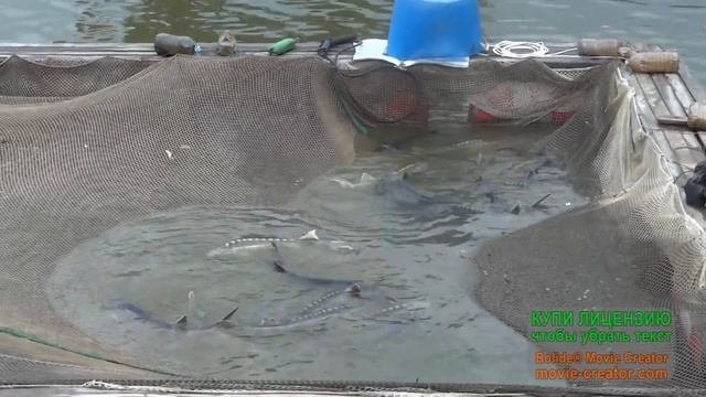 Рыбалка в Юсупово(Домодедовский район, МО)