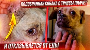 2 Часть. Подобранная с трассы собака отказывается есть. Вся в клещах.