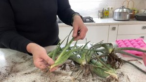 Делаю натуральное удобрение для растений из Алоэ Вера.