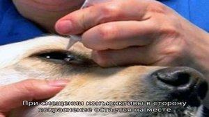 Почему у собаки краснеют глаза?