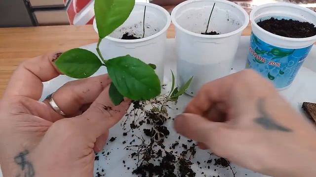 Как отличить сеянцы мандарина от черенкованых смотреть онлайн