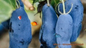 Жимолость съедобная Уссульга (lonicera edulis) ? обзор: как сажать, саженцы жимолости Уссульга