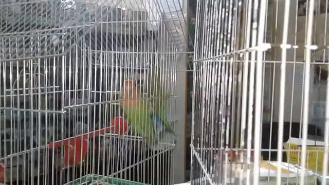 Попугаи Неразлучники у Матронушки. смотреть онлайн