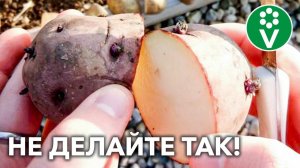 ОЧЕНЬ ОПАСНЫЙ ПРИЕМ ПРИ ПОСАДКЕ КАРТОФЕЛЯ, которым до сих пор многие пользуются