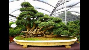 наборы для выращивания бонсай